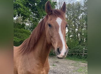 Arabisches Partbred Mix, Wallach, 13 Jahre, 165 cm, Fuchs
