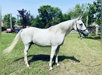 Arabisches Partbred Mix, Wallach, 14 Jahre, 160 cm, Schimmel