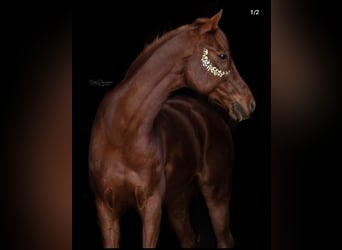 Arabisches Partbred Mix, Wallach, 15 Jahre, 154 cm, Fuchs