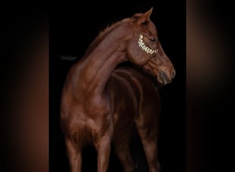 Arabisches Partbred Mix, Wallach, 16 Jahre, 153 cm, Fuchs