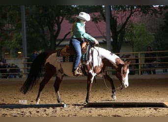 Arabisches Partbred, Wallach, 17 Jahre