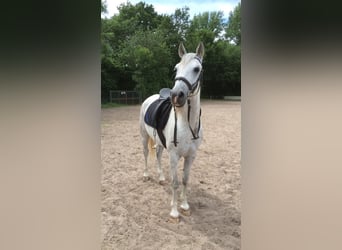 Arabisches Partbred, Wallach, 20 Jahre, 153 cm, Schimmel