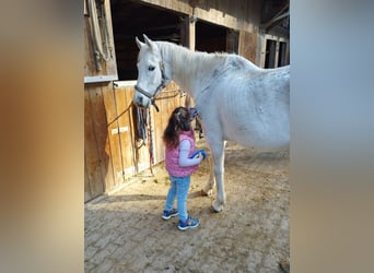 Arabisches Partbred, Wallach, 28 Jahre, 150 cm, Schimmel