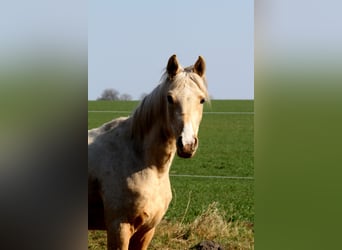 Arabisches Partbred, Wallach, 3 Jahre, 154 cm, Palomino