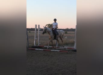 Arabisches Partbred, Wallach, 3 Jahre, 154 cm, Palomino