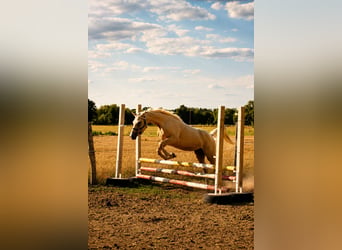 Arabisches Partbred, Wallach, 3 Jahre, 154 cm, Palomino