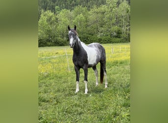 Arabisches Partbred, Wallach, 3 Jahre, 155 cm, Tobiano-alle-Farben