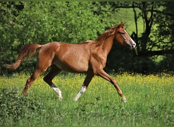 Arabisches Partbred, Wallach, 3 Jahre, Fuchs