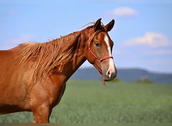 Arabisches Partbred, Wallach, 3 Jahre, Fuchs