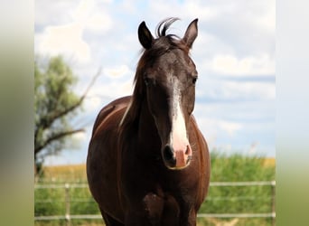 Arabisches Partbred, Wallach, 4 Jahre, 146 cm, Rappe