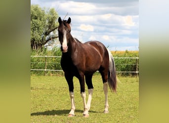 Arabisches Partbred, Wallach, 4 Jahre, 146 cm, Rappe