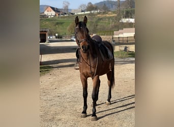 Arabisches Partbred, Wallach, 4 Jahre, 155 cm, Brauner