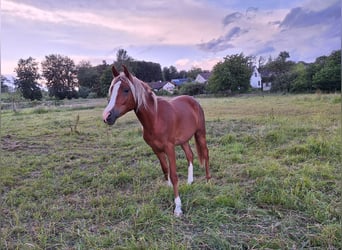 Arabisches Partbred, Wallach, 4 Jahre, 156 cm, Fuchs