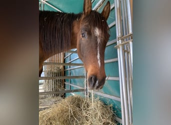 Arabisches Partbred, Wallach, 4 Jahre, 159 cm, Dunkelbrauner