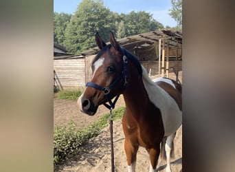 Arabisches Partbred, Wallach, 5 Jahre, 150 cm, Schecke