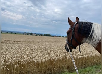 Arabisches Partbred, Wallach, 6 Jahre, 156 cm, Schecke