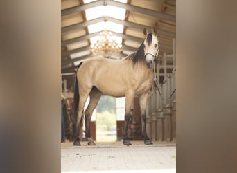 Arabisches Partbred, Wallach, 7 Jahre, 153 cm, Buckskin
