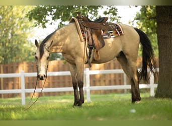 Arabisches Partbred, Wallach, 7 Jahre, 153 cm, Buckskin