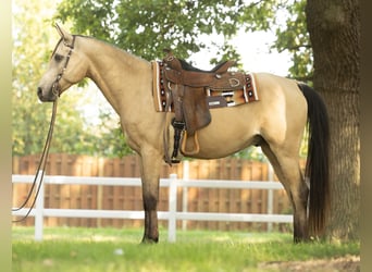 Arabisches Partbred, Wallach, 7 Jahre, 153 cm, Buckskin