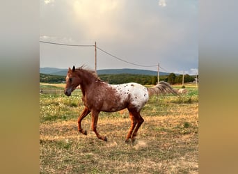 Arabisches Partbred Mix, Wallach, 7 Jahre, 156 cm, Dunkelfuchs