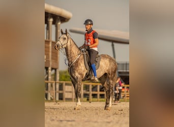 Arabisches Partbred, Wallach, 7 Jahre, 162 cm, Schimmel