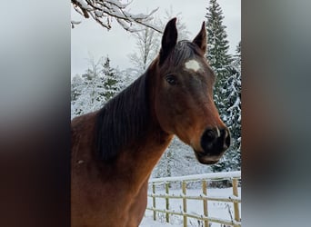 Arabisches Partbred, Wallach, 8 Jahre, 160 cm, Brauner