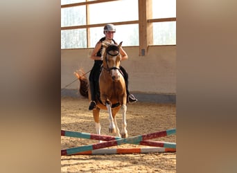 Arabisches Partbred, Wallach, 9 Jahre, 153 cm, Schecke