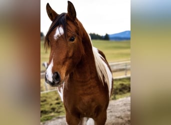 Arabisches Partbred, Wallach, 9 Jahre, 156 cm, Schecke