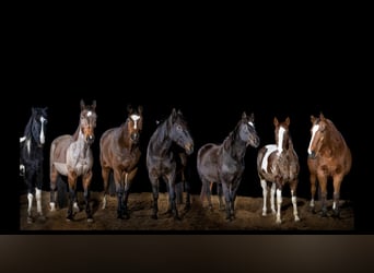 Arabisches Partbred Mix, Wallach, 9 Jahre, 157 cm, Schecke