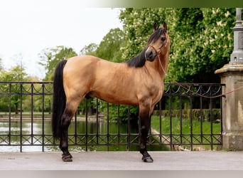 Arabisk berberhäst, Hingst, 11 år, 155 cm, Gulbrun