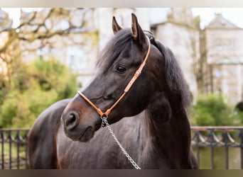 Arabisk berberhäst, Hingst, 11 år, 155 cm, Rökfärgad svart