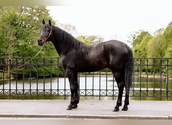 Arabisk berberhäst, Hingst, 11 år, 155 cm, Rökfärgad svart