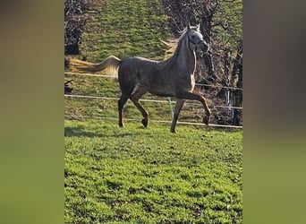 Arabisk berberhäst, Hingst, 3 år