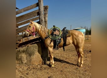 Arabisk berberhäst, Sto, 8 år, 80 cm, Svart