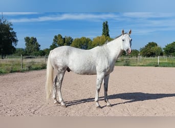 Arabisk berberhäst, Valack, 10 år, 165 cm, Grå