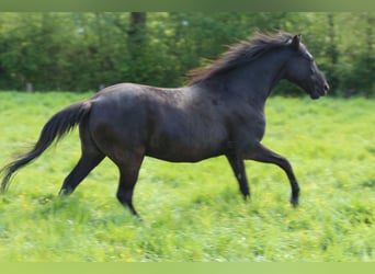 Arabisk berberhäst, Valack, 20 år, 150 cm, Svart