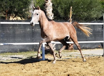 Arabisk berberhäst, Valack, 3 år, 152 cm, Grå