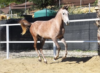 Arabisk berberhäst, Valack, 3 år, 152 cm, Grå