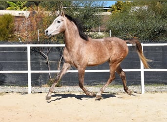 Arabisk berberhäst, Valack, 4 år, 155 cm, Grå