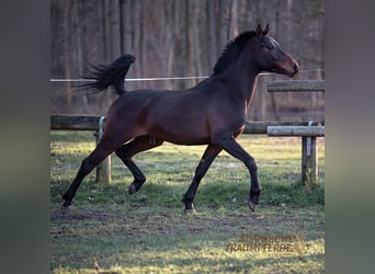 Arabisk berberhäst, Valack, 5 år, 148 cm, Brun