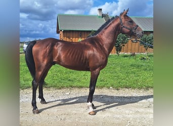 Arabiskt fullblod, Hingst, 10 år, 150 cm