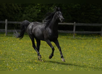 Arabiskt fullblod, Hingst, 11 år, 154 cm, Svart