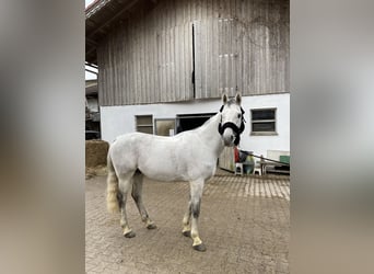 Arabiskt fullblod, Hingst, 12 år, 156 cm, Gråskimmel