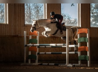 Arabiskt fullblod, Hingst, 12 år, 156 cm, Gråskimmel
