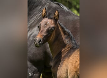 Arabiskt fullblod, Hingst, 1 år, 134 cm, Grå-flugskimmel