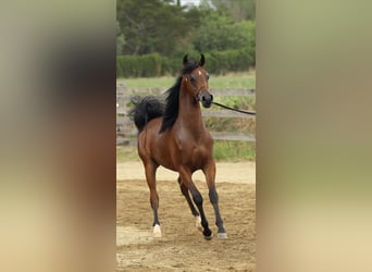 Arabiskt fullblod, Hingst, 1 år, 140 cm, Brun