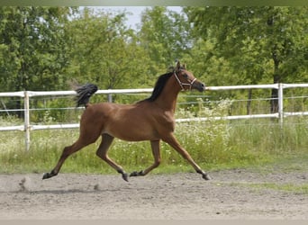 Arabiskt fullblod, Hingst, 1 år, 145 cm, Brun