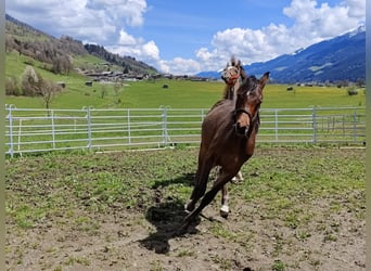 Arabiskt fullblod, Hingst, 1 år, 147 cm, Brun