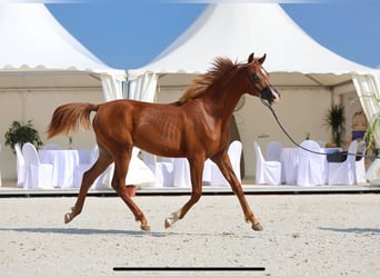 Vollblutaraber, Hengst, 1 Jahr, 150 cm, Dunkelfuchs