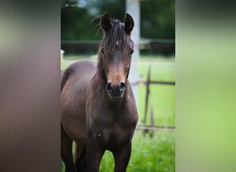 Arabiskt fullblod, Hingst, 1 år, 155 cm, Mörkbrun